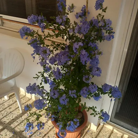 公寓 Nikos 斯巴达